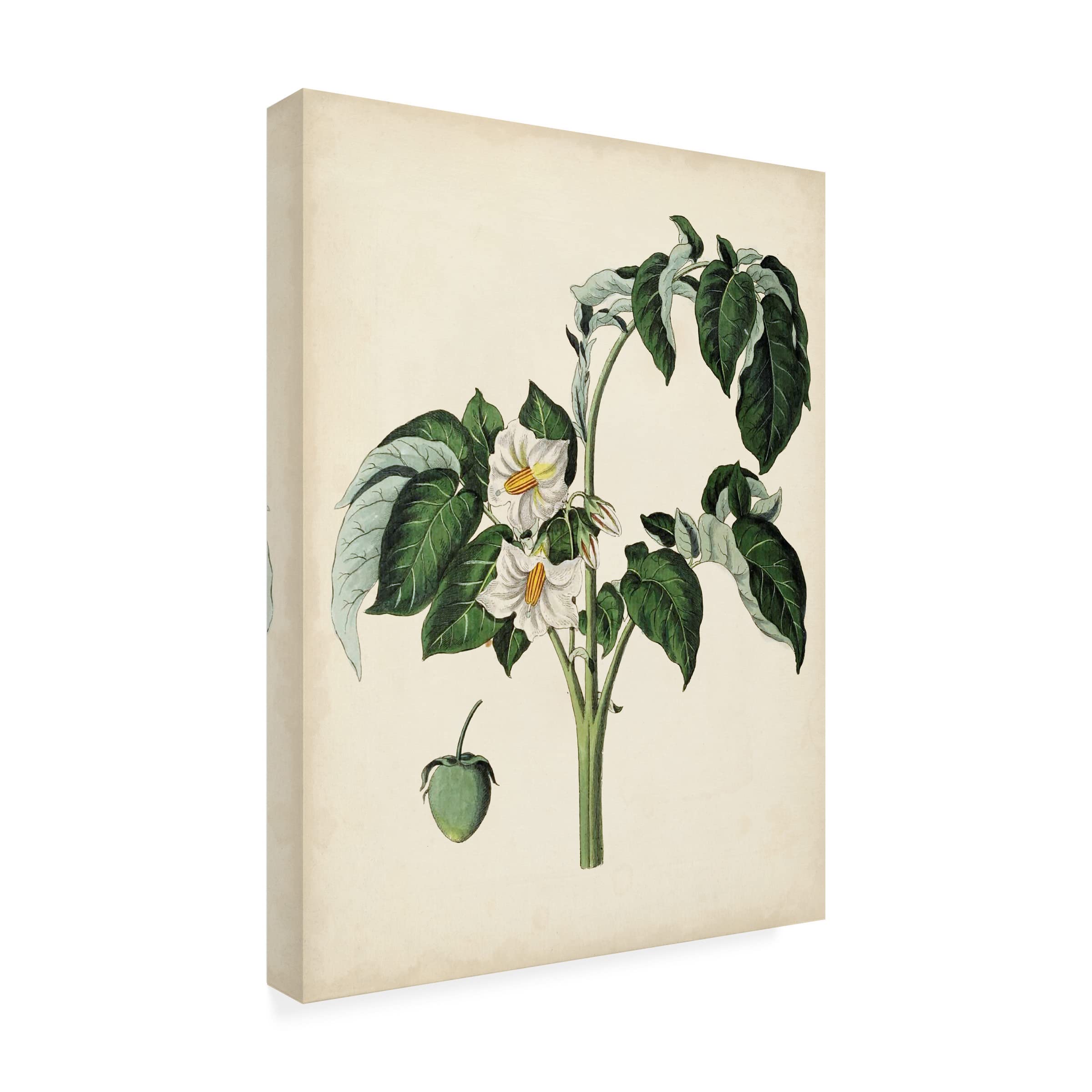 Trademark Fine Art 'Antique Foliage and Fruit II' Canvas Wall Art Print by Vision Studio - Perfect for Living Room, Bedroom & Office Decor