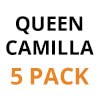 Queen Camilla - 5 Pack