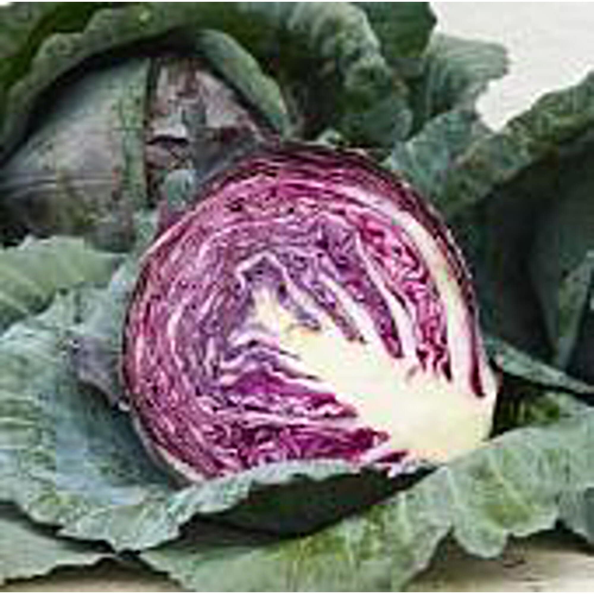 Non-GMO Red Express Cabbage Seeds (20+ Seeds) - Premium Vegetable Seeds for Planting | Home Garden, Greenhouse & Container Gardening | Fast-Growing Cabbage for Salads, Stir-Fries & Fermenting