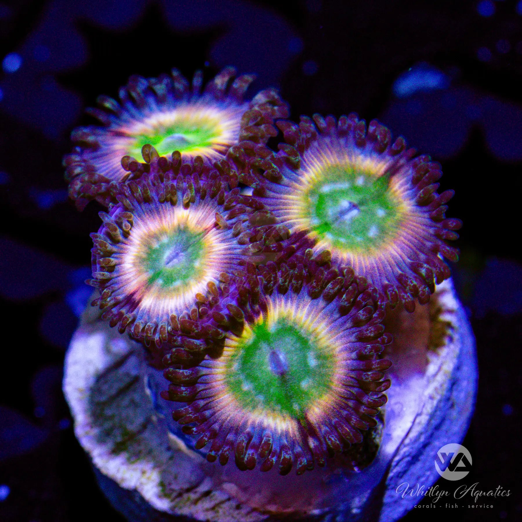 Rainbow Infusion Zoanthids Coral - Aquacultured Marine Reef Tank Frags for Saltwater Aquarium & Coral Propagation