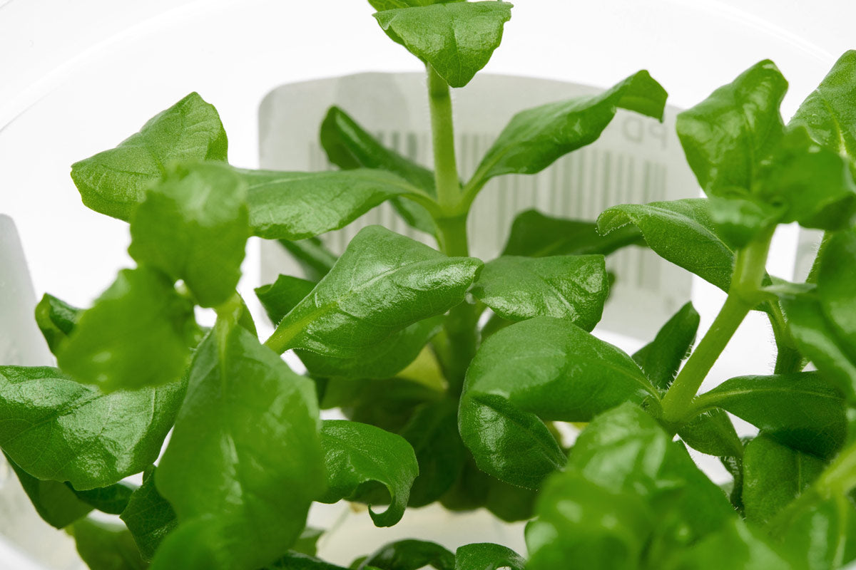 Hygrophila Difformis Pink - Live Aquarium Plant for Freshwater Fish Tanks | Easy Care Aquatic Plant for Beginners | Perfect for Aquascaping and Shrimp Tanks