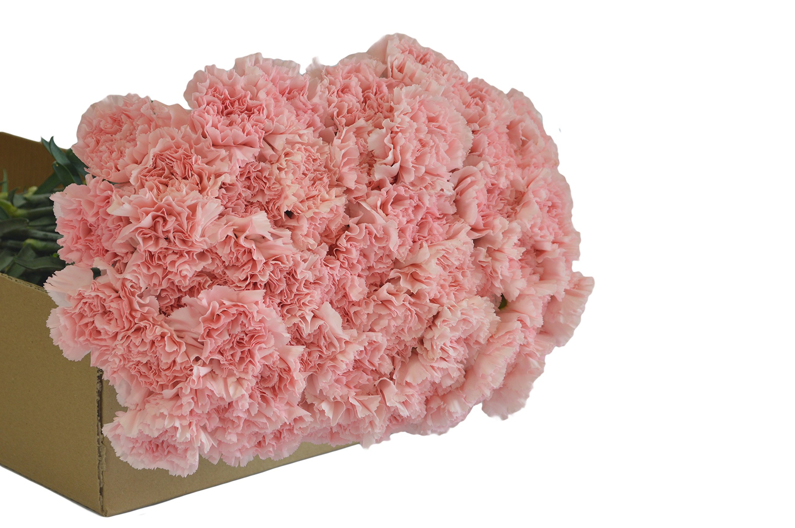 Farm2Door PRIME NEXT DAY DELIVERY - 75 Fresh Pink Carnations Wedding Bouquet - Wholesale Fresh Cut Flowers for Birthday, Anniversary, Thank You & Mother's Day Gifts - Perfect for Wedding Centerpieces, Bridal Showers & Romantic Decorations