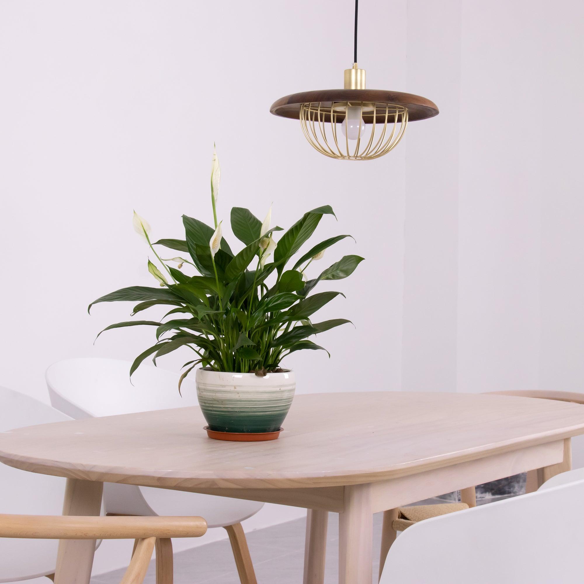 Kasa Pendant Lamp - Modern Hanging Light Fixture for Kitchen Island, Dining Room & Bedroom | Energy Efficient LED Ceiling Light