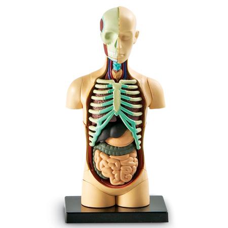 Human Body Anatomy Model - Detailed 3D Educational Tool for Medical Students & Science Enthusiasts | Perfect for Classroom, Lab & Home Study