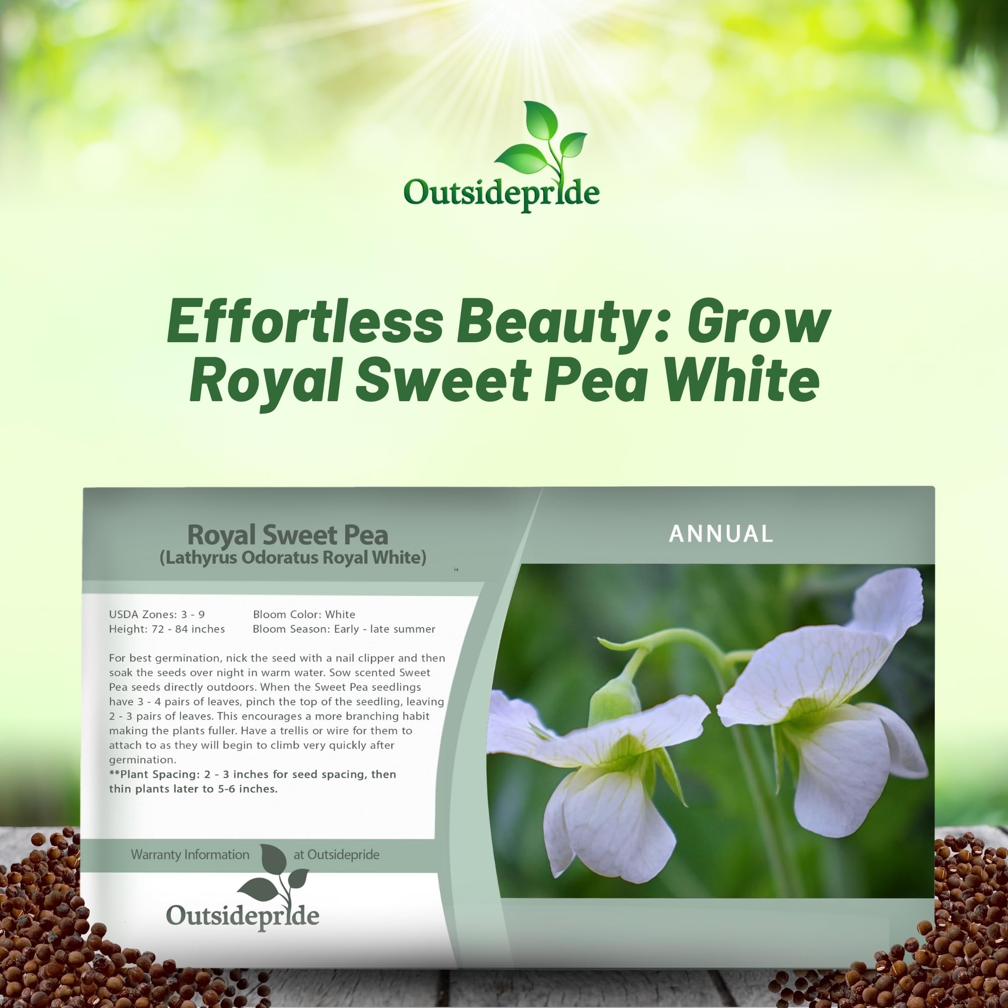 Outsidepride 250 Seeds Annual Lathyrus Odoratus Sweet Peas Royal White Vine Seeds for Planting - Fragrant Climbing Flowers for Garden Trellis, Fence & Container Gardening