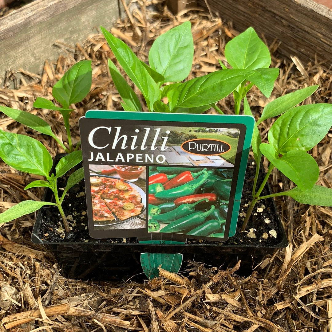 Spicy Jalapeno Peppers - Fresh Hot Mexican Chili Peppers for Cooking, Salsa, and Pickling - Perfect for Tacos, Nachos, and Homemade Hot Sauce