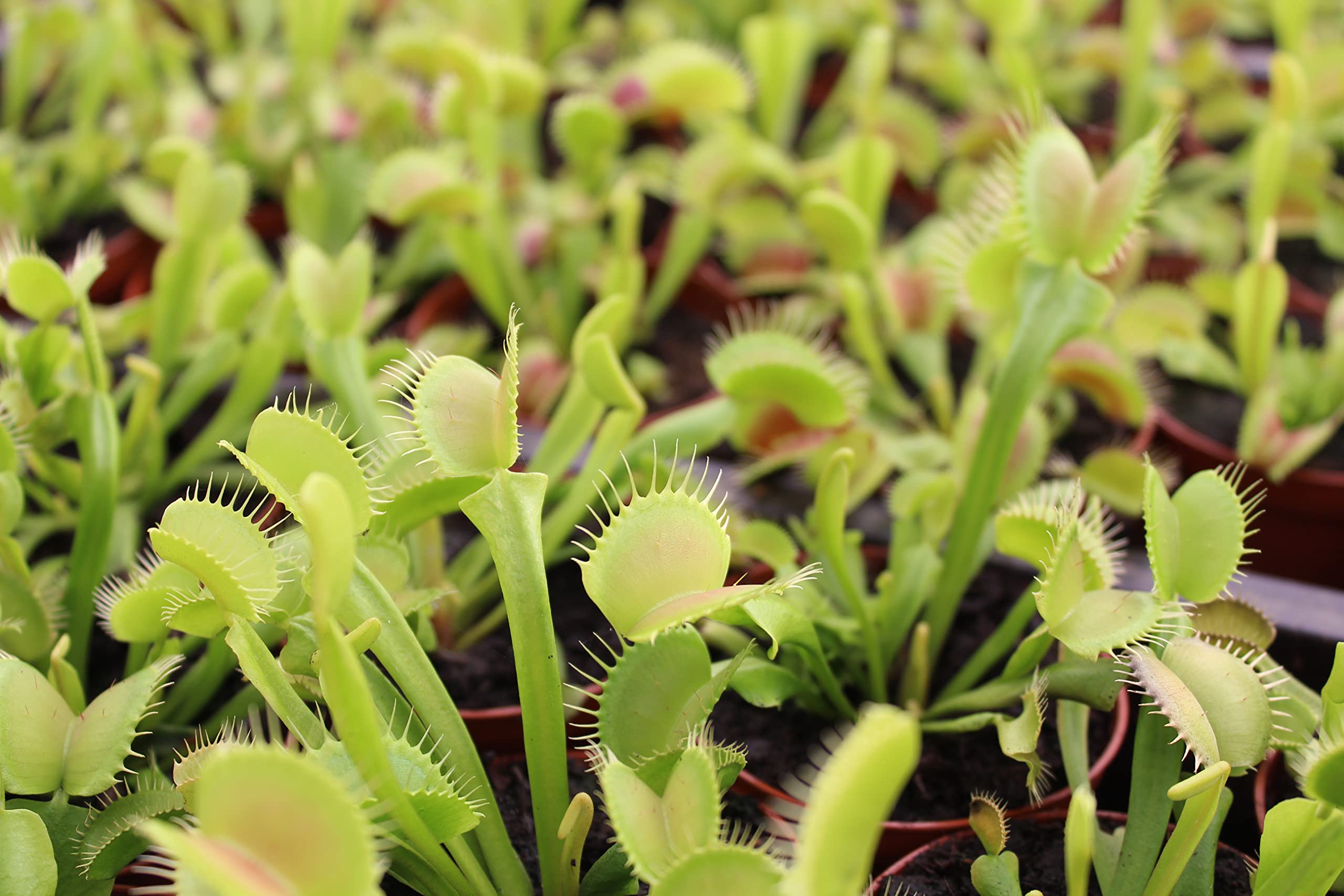 3 Inch Live Venus Fly Trap Plant (Dionaea Muscipula) - Carnivorous Houseplant for Terrariums & Indoor Gardens | Perfect for Natural Pest Control, Science Projects & Unique Home Decor