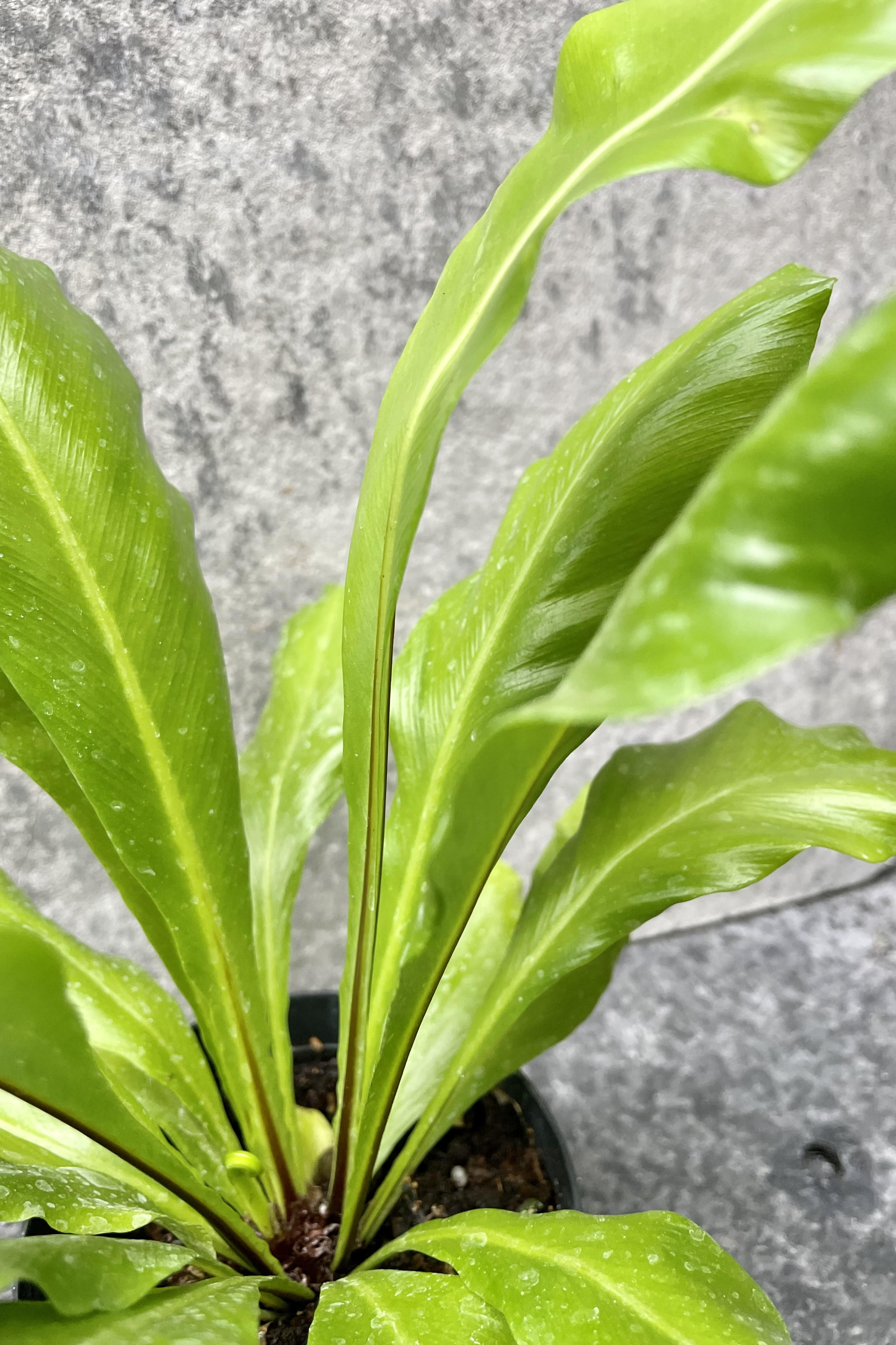 Asplenium Nidus Bird's Nest Fern - 4 Inch Live Indoor House Plant for Home & Office Decor - Perfect for Tabletops, Shelves, and Bathrooms