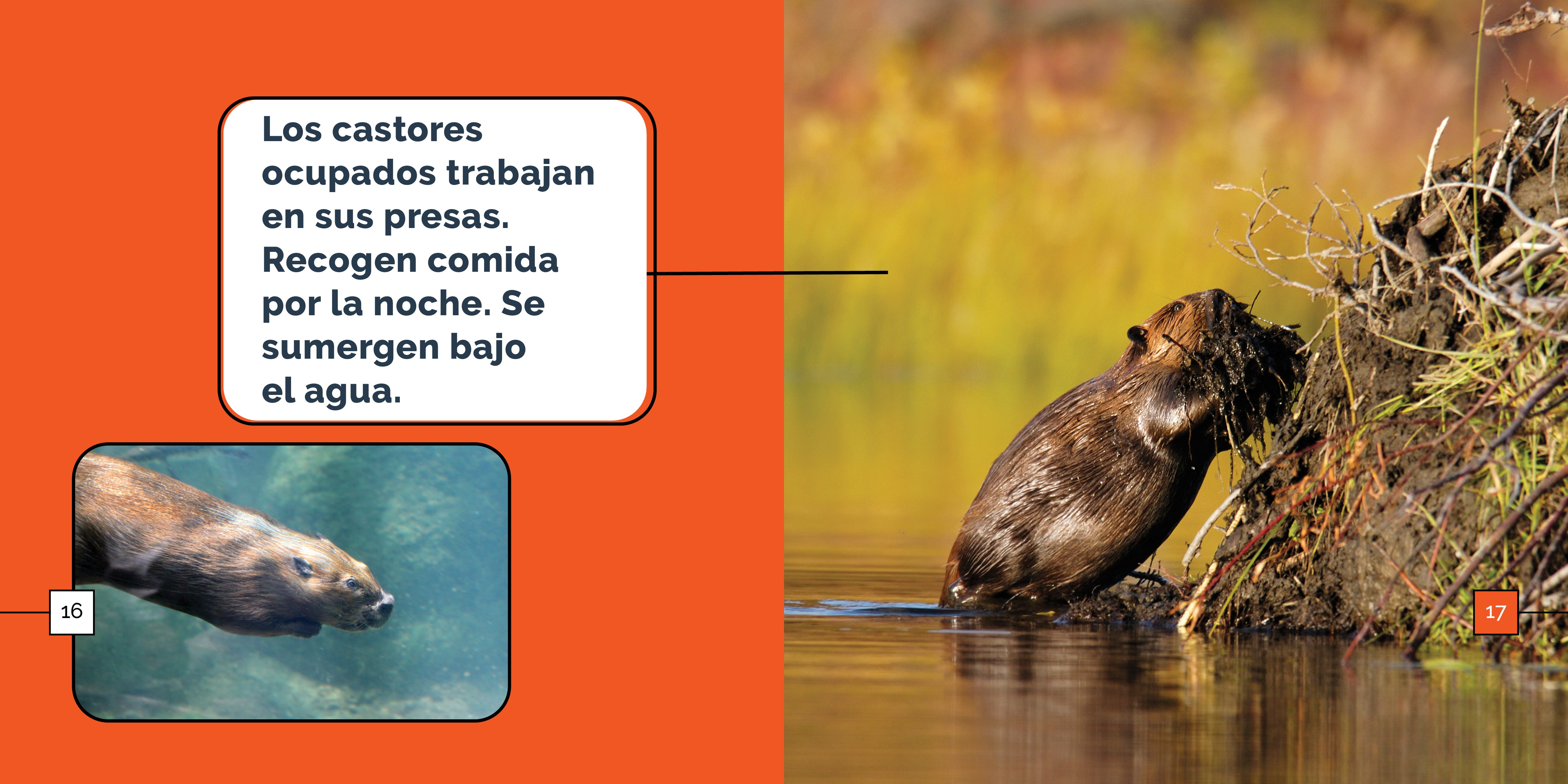 Los Castores Maravillas - Premium Quality Beavers Plush Toy for Kids & Collectors | Perfect for Gifts, Nursery Decor & Animal Lovers