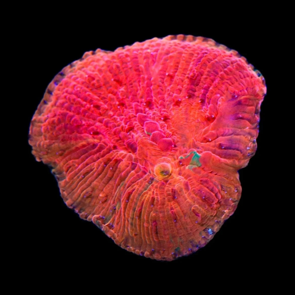 Diablo Diaseris Plate Coral for Saltwater Aquariums – Vibrant Coral for Reef Tanks & Marine Displays