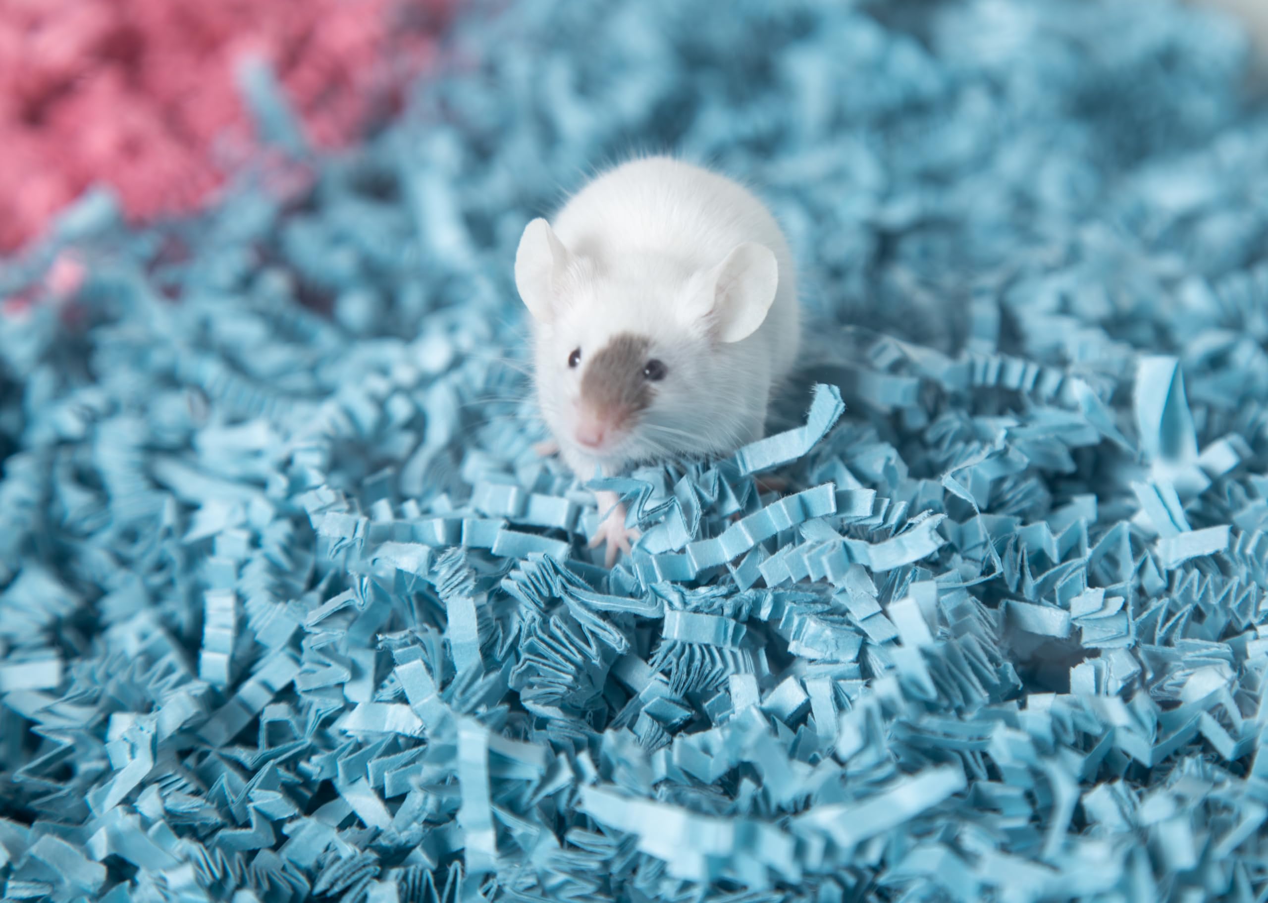 ECO BEDDING 99% Dust Free Paper Bedding for Small Pets & Birds - Blue, 30L | Safe & Comfortable for Hamsters, Guinea Pigs & Parakeets | Ideal for Cages, Nesting & Play Areas