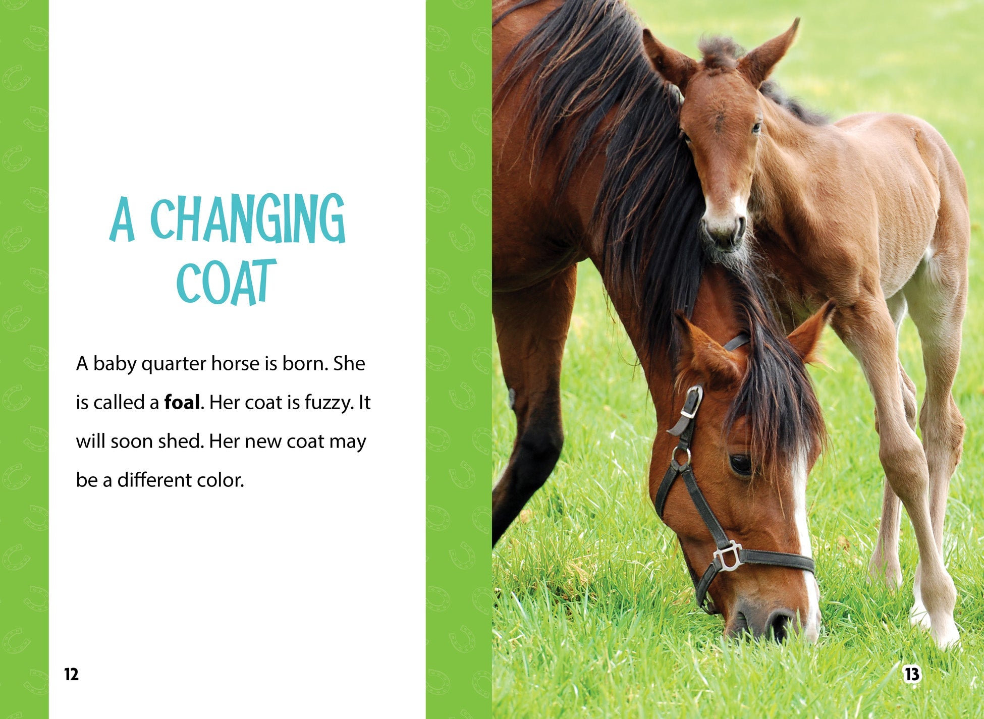 American Quarter Horses for Sale | Top-Quality Breeds for Racing, Rodeo & Ranch Work | Perfect for Equestrian Sports & Farm Use