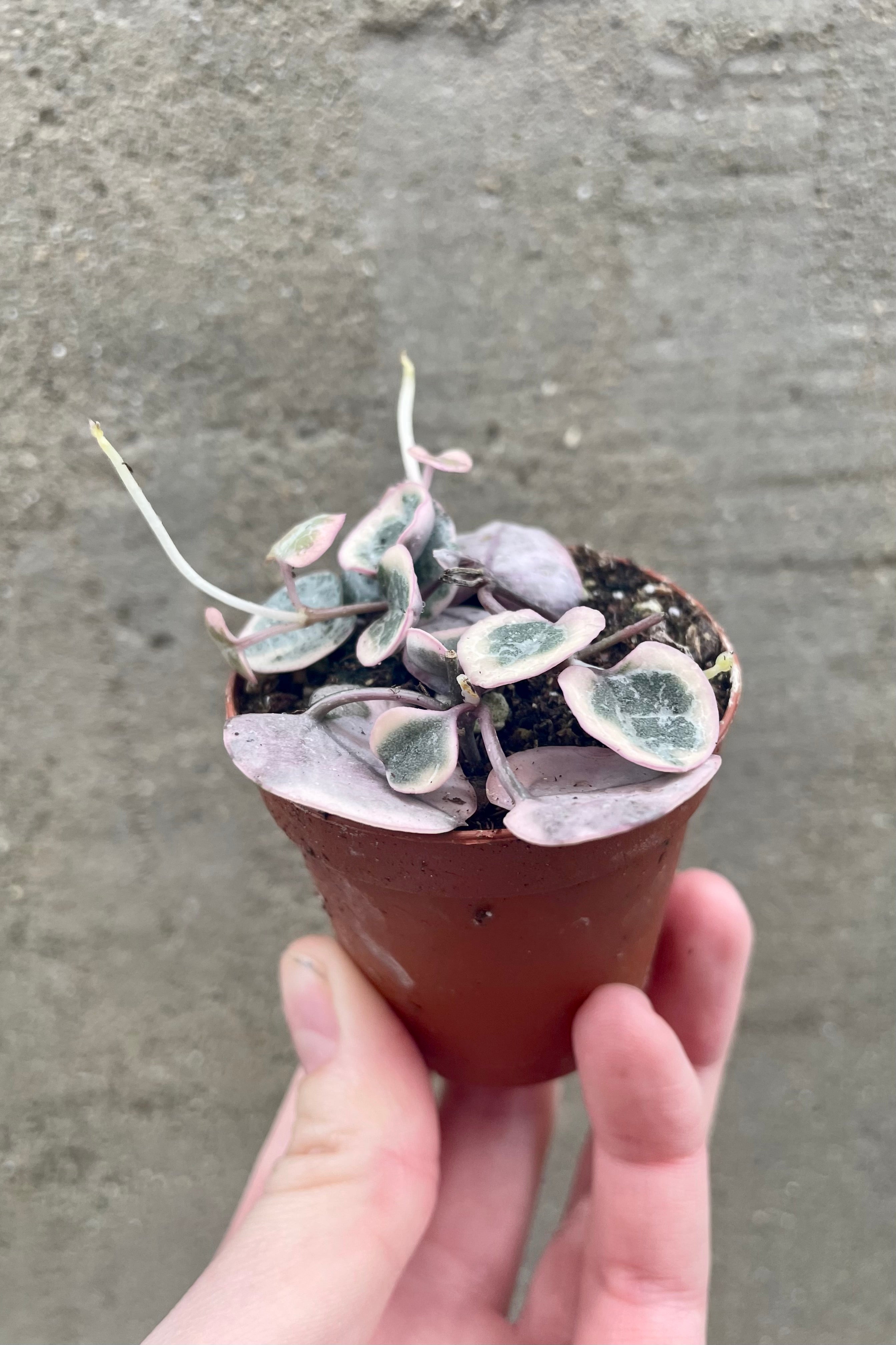 Variegated String of Hearts (Ceropegia Woodii) - Rare Trailing Succulent Plant for Hanging Baskets & Home Decor - Perfect for Indoor Gardens, Wedding Favors, and Gift Ideas