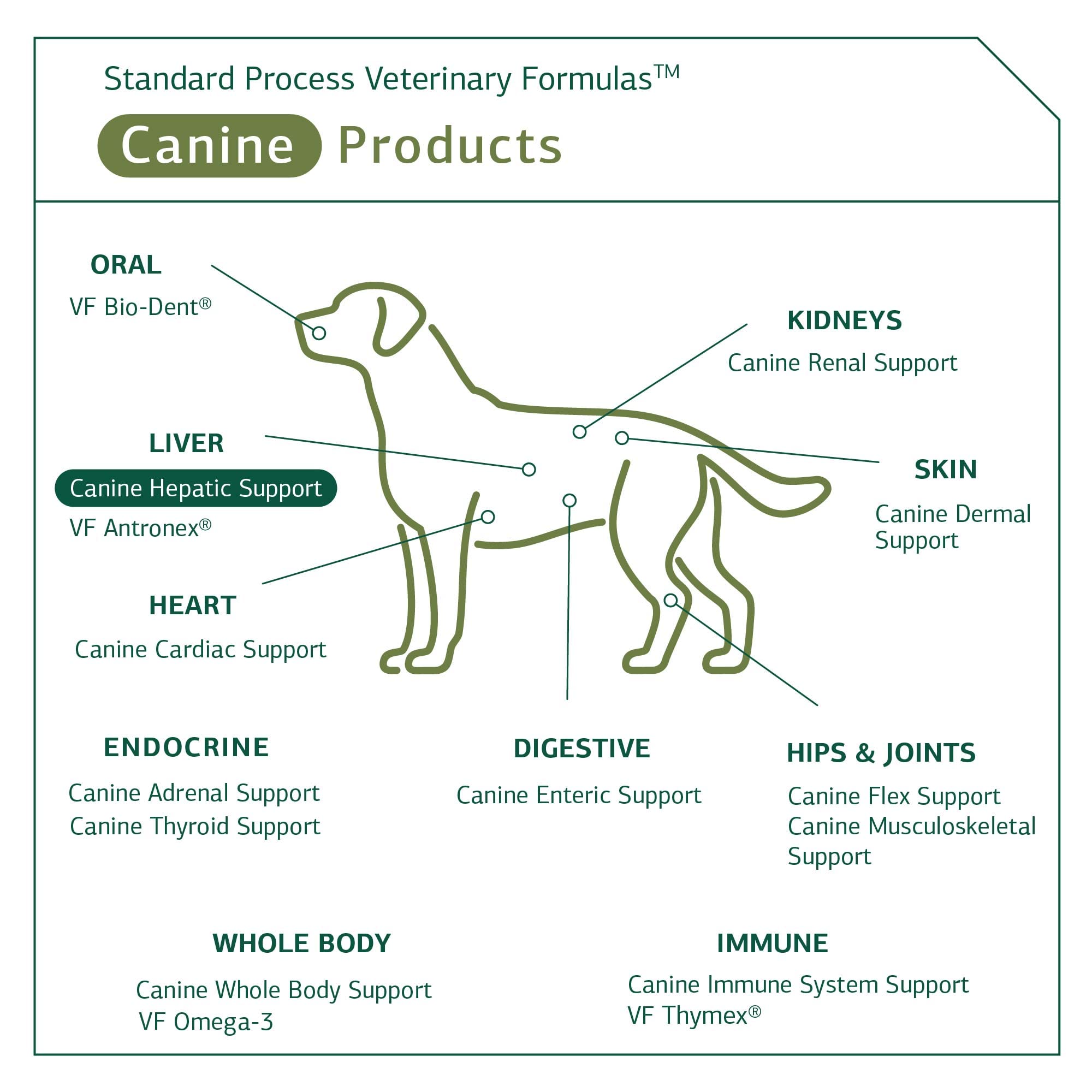 Standard Process Canine Hepatic Support Powder - Liver Health & Immune Function Supplement for Dogs - 110g | Supports Liver Metabolism & Detoxification - Ideal for Senior Dogs or Pets with Liver Concerns