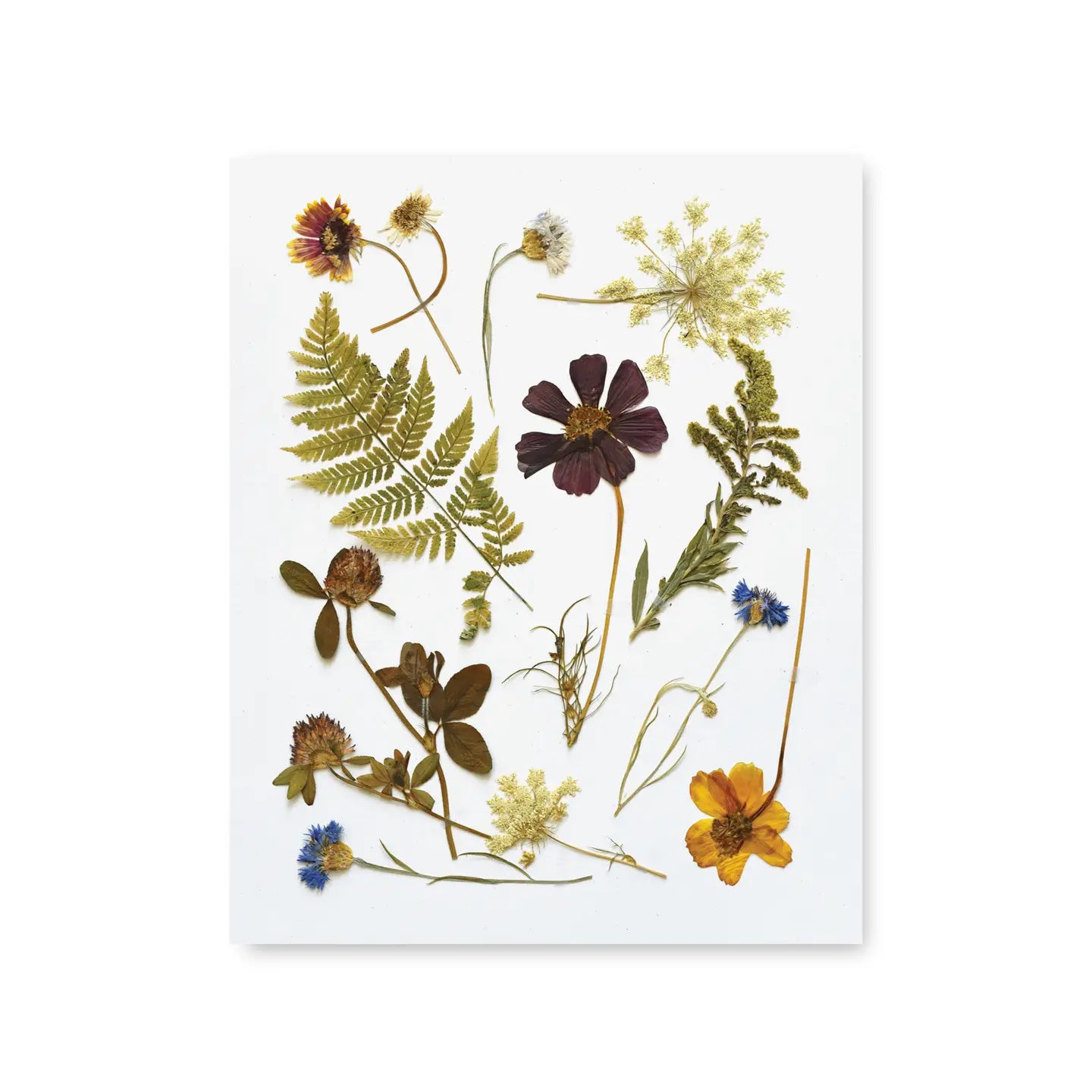 Pressed Wildflowers - Dried Flower Art for Home Decor, DIY Crafts, Scrapbooking & Wedding Invitations | Perfect for Framing, Greeting Cards & Gift Tags