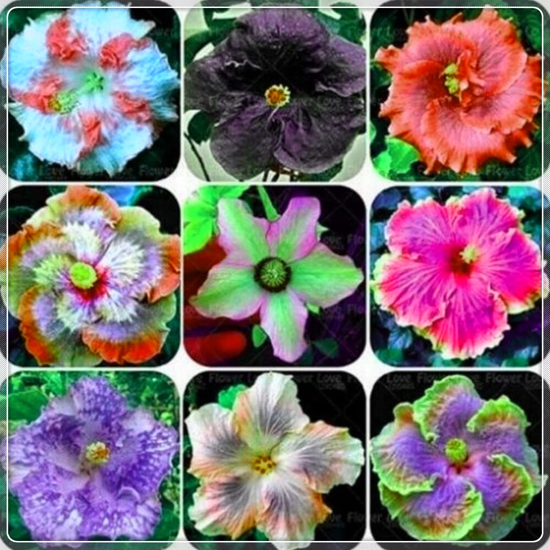 5-PCS Hardy Perennial Hibiscus Plants - Ready to Grow in Flower Pots | Year-Round Blooming Hibiscus for Gardens & Patios | Perfect Gift for Plant Lovers & Home Decor