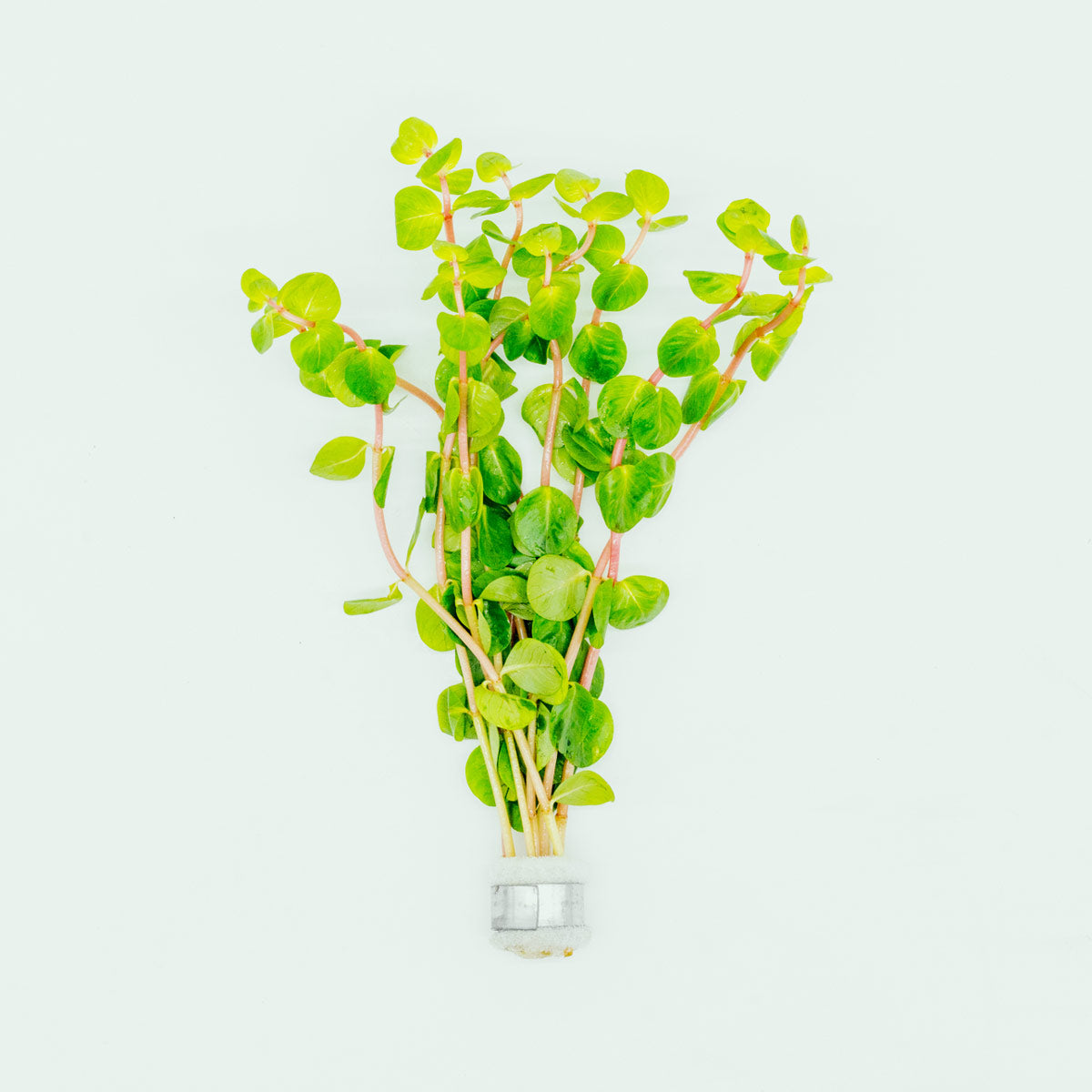 Rotala Rotundifolia Orange Juice Live Aquarium Plant - Vibrant Red Stem Plant for Fish Tanks, Aquascaping & Aquatic Gardens
