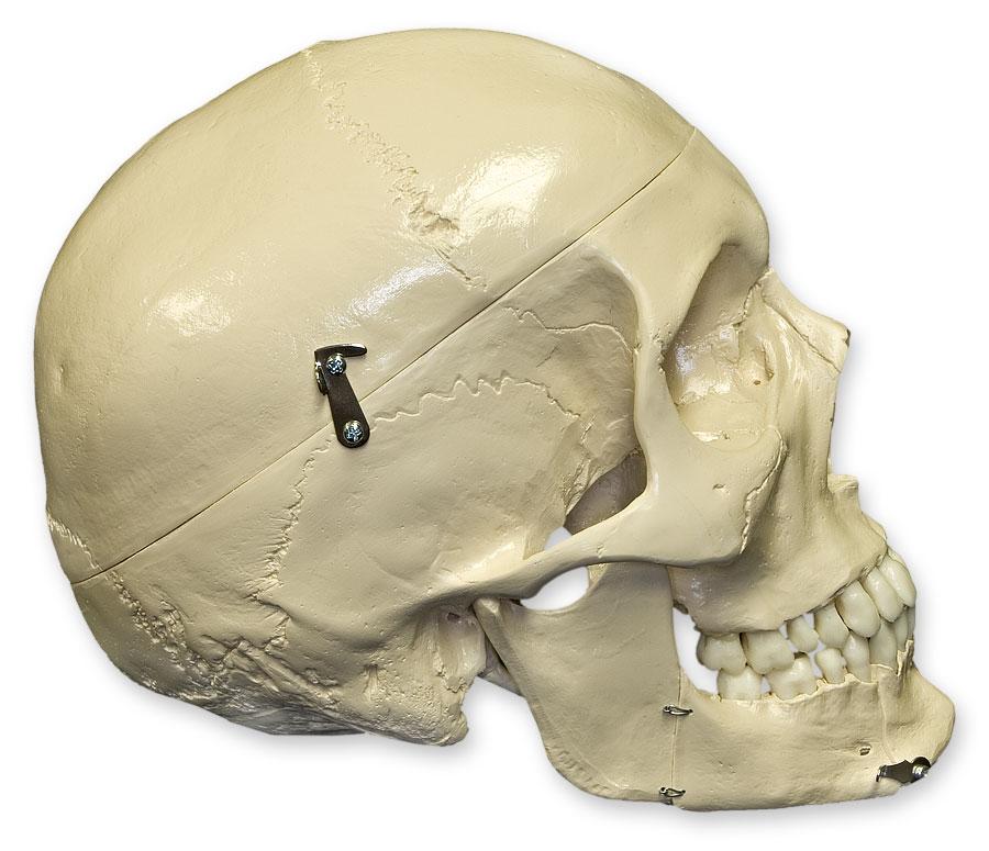 4-Part Replica Human Skull with Teeth - Anatomical Model for Dental Extraction Practice, Medical Training & Halloween Decor