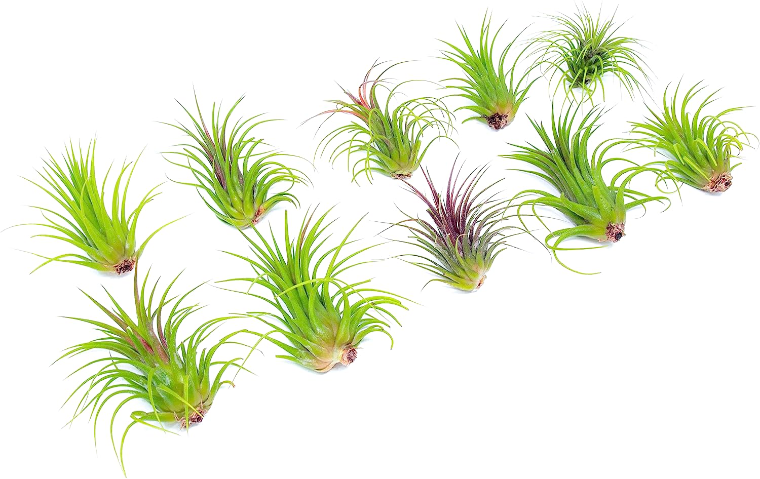 Live Ionantha Tillandsia Air Plants (10 Pack) - Easy Care Indoor Houseplants for Terrariums, Plant Holders & Home Decor | Perfect for Offices, Gifts & DIY Garden Projects