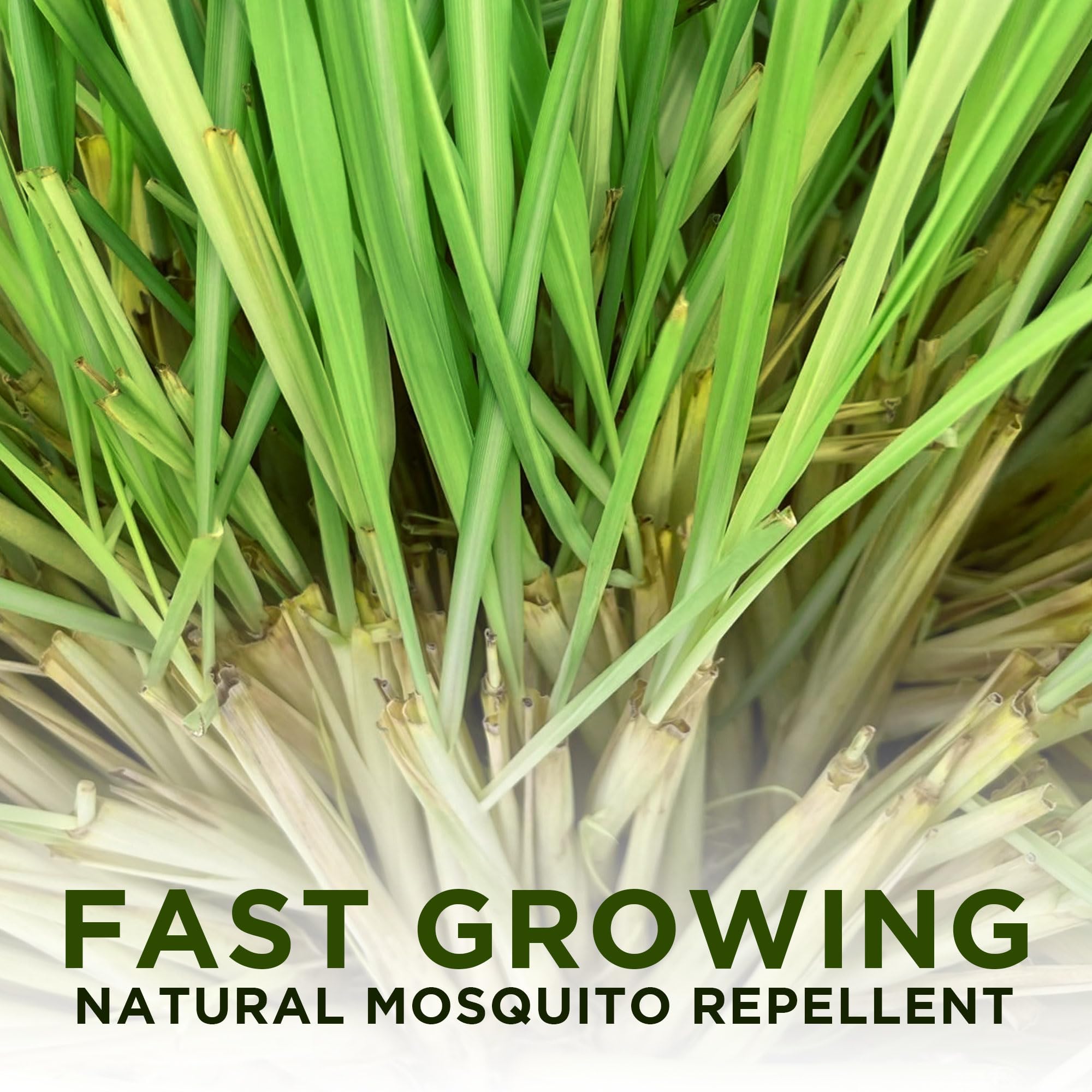 5 Fresh Lemongrass Live Plants - 12 Inch Stalks for Cooking, Tea & Natural Pest Repellent | Indoor Herb Garden & Outdoor Planting