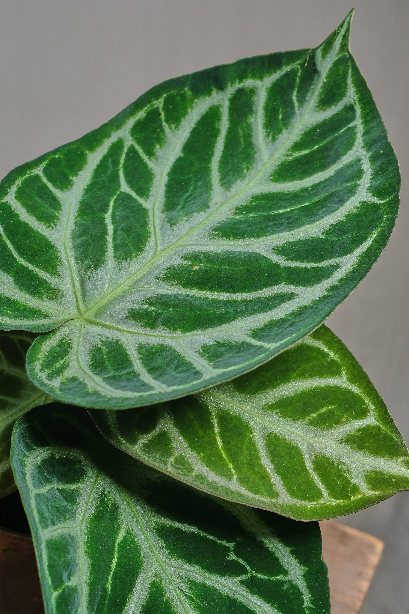 Anthurium Crystallinum Silver Blush - Rare Tropical Houseplant for Indoor Decor, Office & Gift