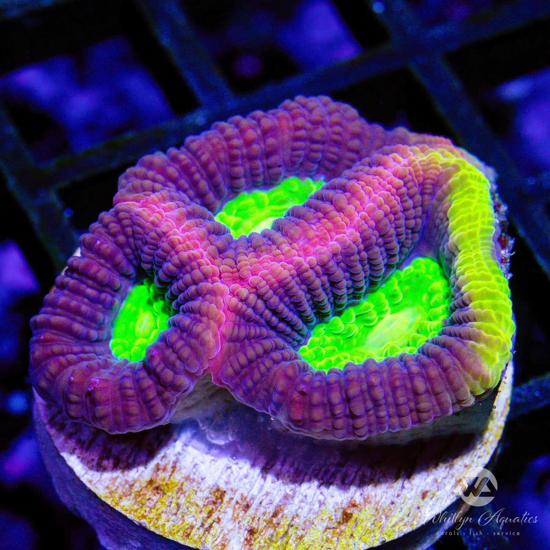 D32 Dragon Soul Favia WYSIWYG Live Coral for Saltwater Aquarium - Perfect for Reef Tanks & Marine Aquascaping