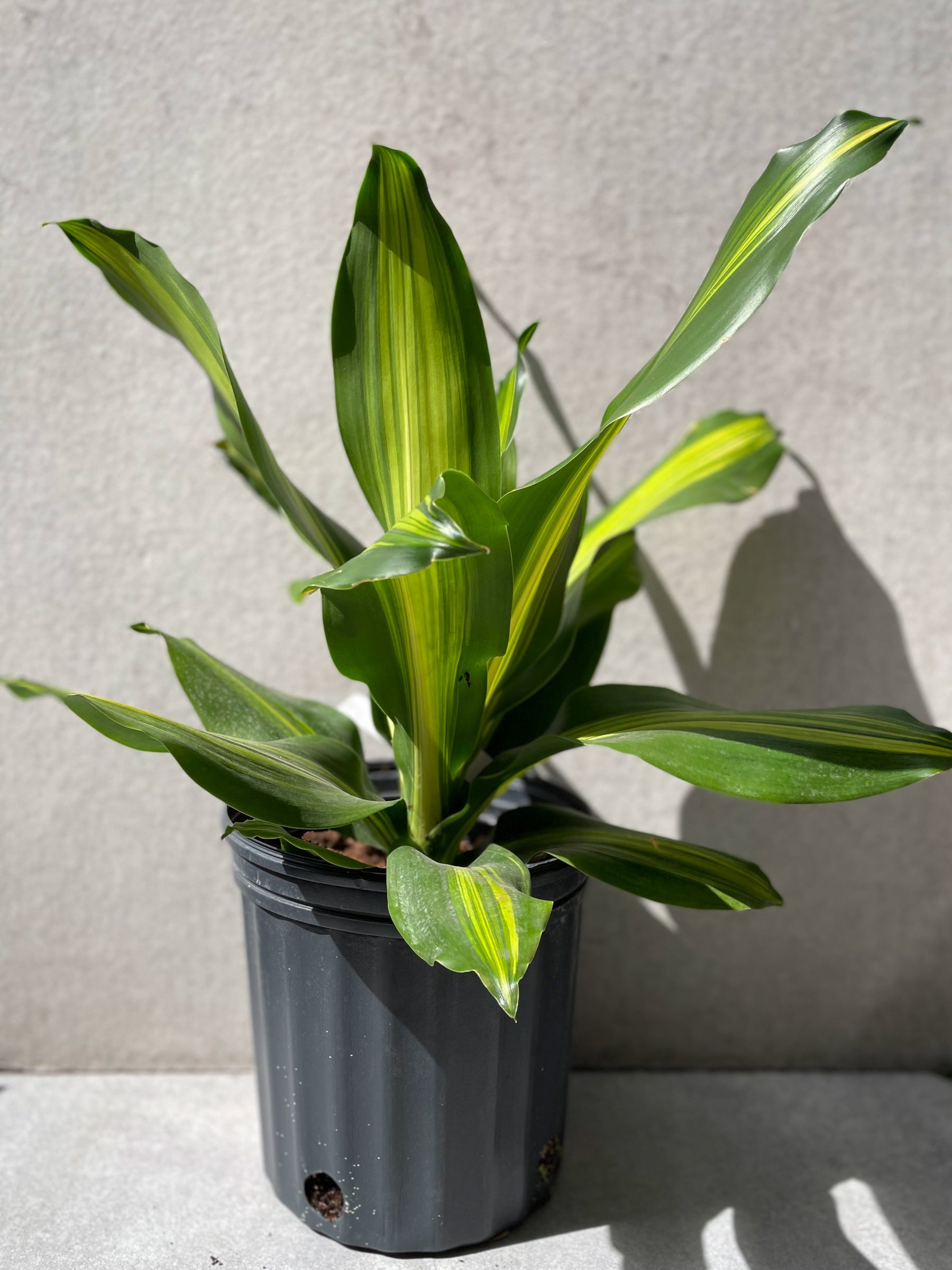 Dracaena 'Golden Heart' 10