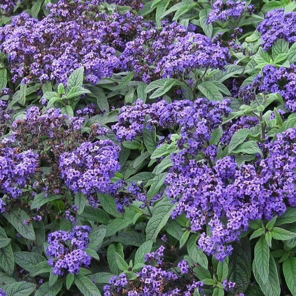 Heliotrope Marino Blue Live Plant - 1 Feet Tall in 1 Gallon Pot - Fragrant Purple Flowers for Garden, Borders & Containers - Perfect for Outdoor Landscaping & Butterfly Gardens