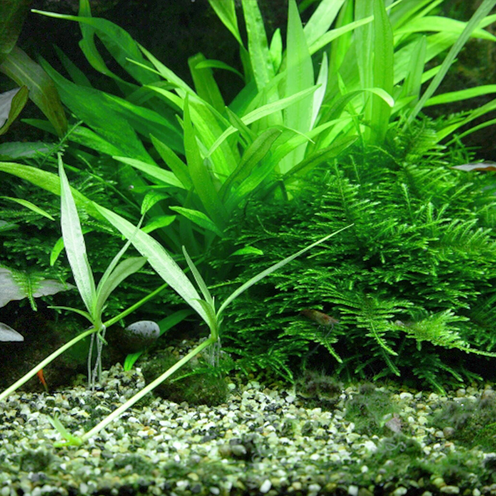 TCulture Helanthium 'Quadricostatus' Live Aquatic Plant for Aquarium - Perfect for Fish Tank Decoration and Freshwater Aquascaping
