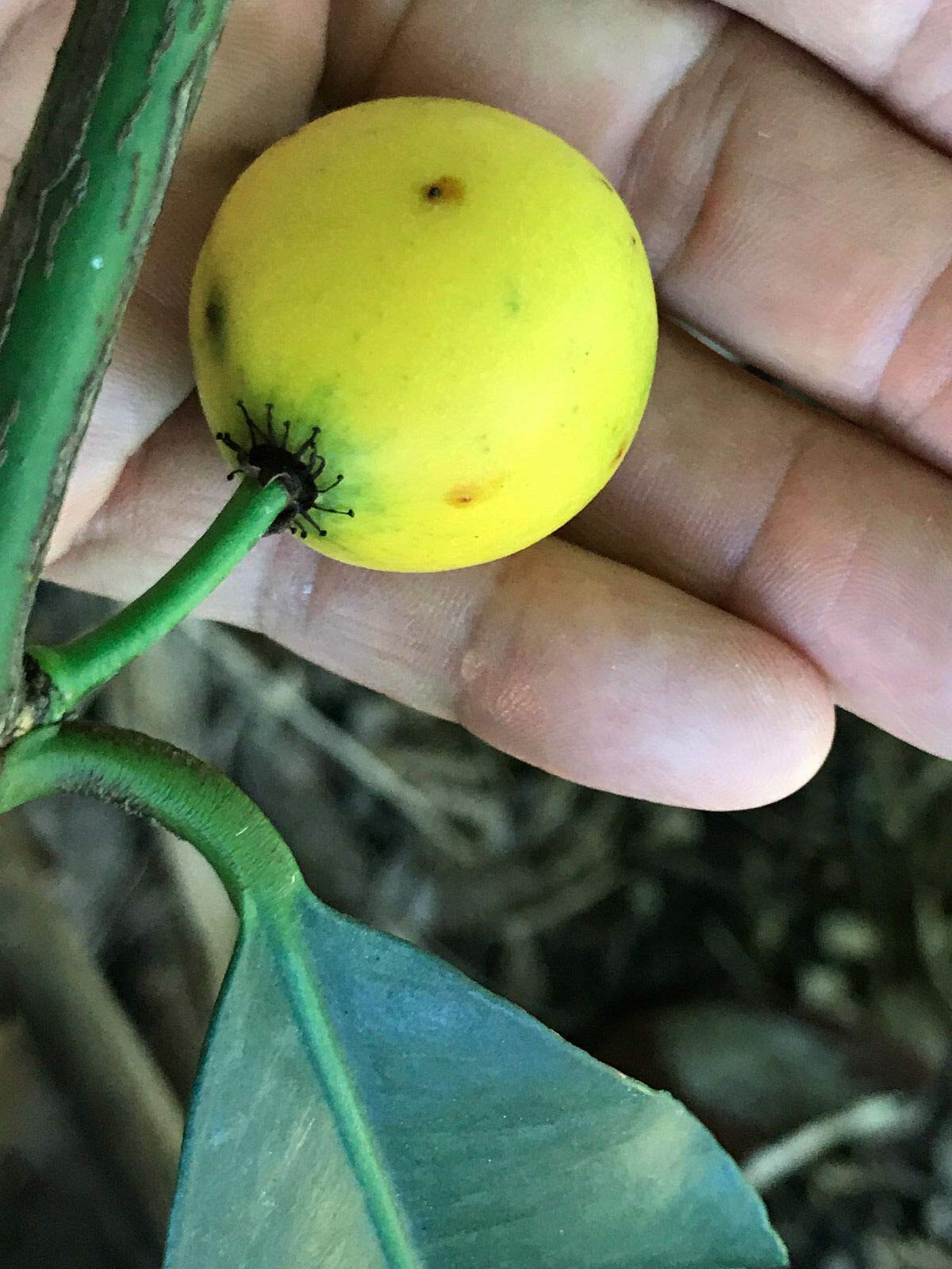 Lemon Drop Mangosteen Garcinia Intermedia Yellow Tropical Fruit Tree Plant - Rare Exotic Fruit Tree for Home Garden & Landscaping - Perfect for Tropical Climate Gardens, Backyard Orchards, and Fresh Fruit Lovers