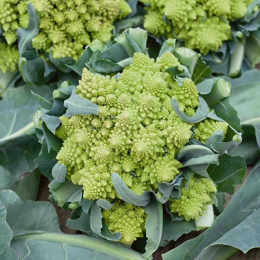 Romanesco