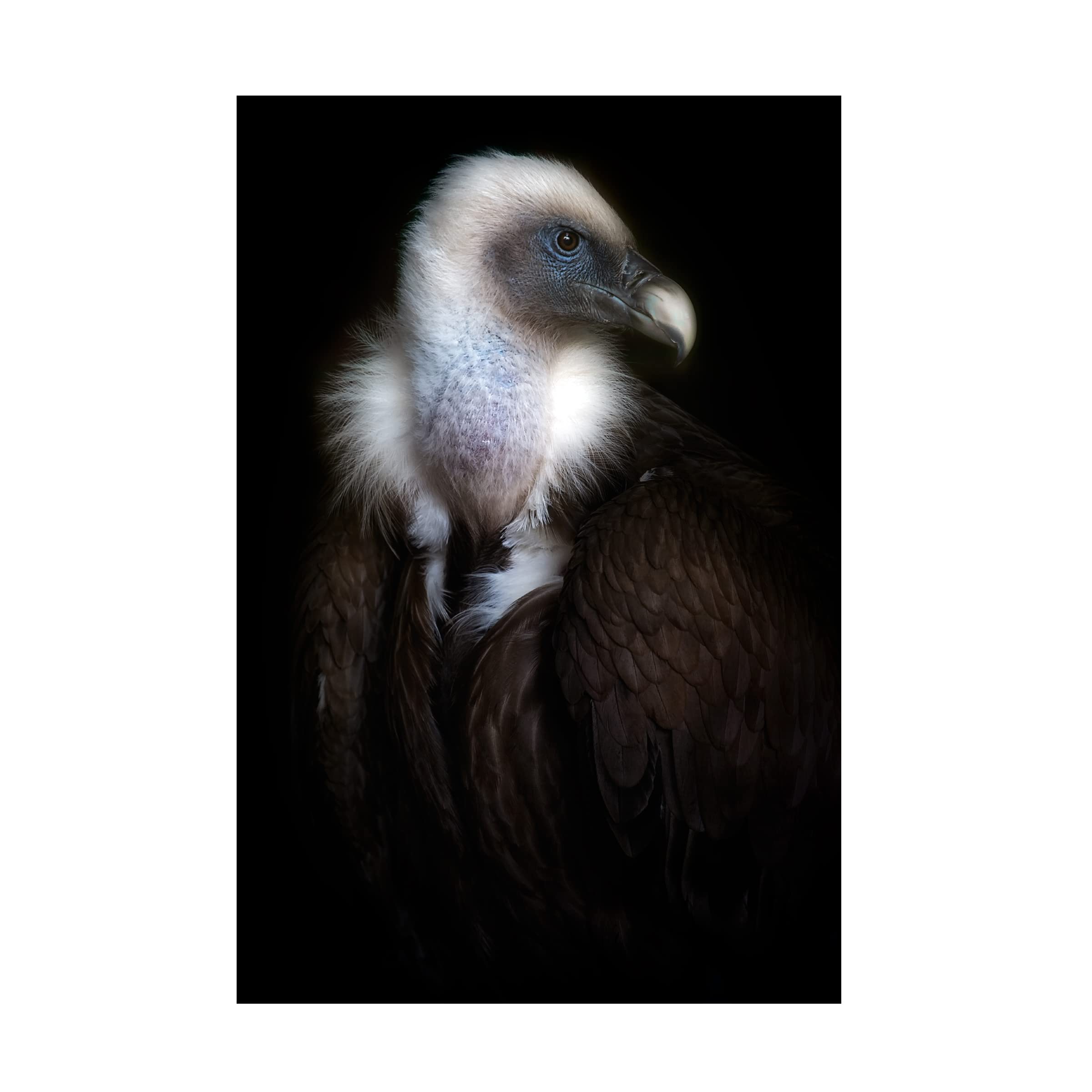 Trademark Fine Art 'Vulture Portrait II' Canvas Wall Art by Santiago Pascual - Wildlife Home Decor for Living Room, Office & Bedroom