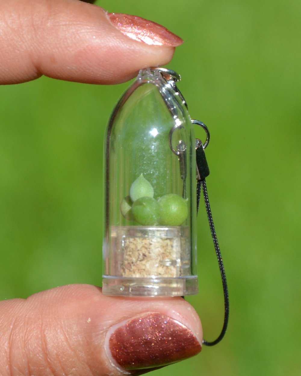 Pearl Live Succulent Terrarium Pendant Necklace - 17