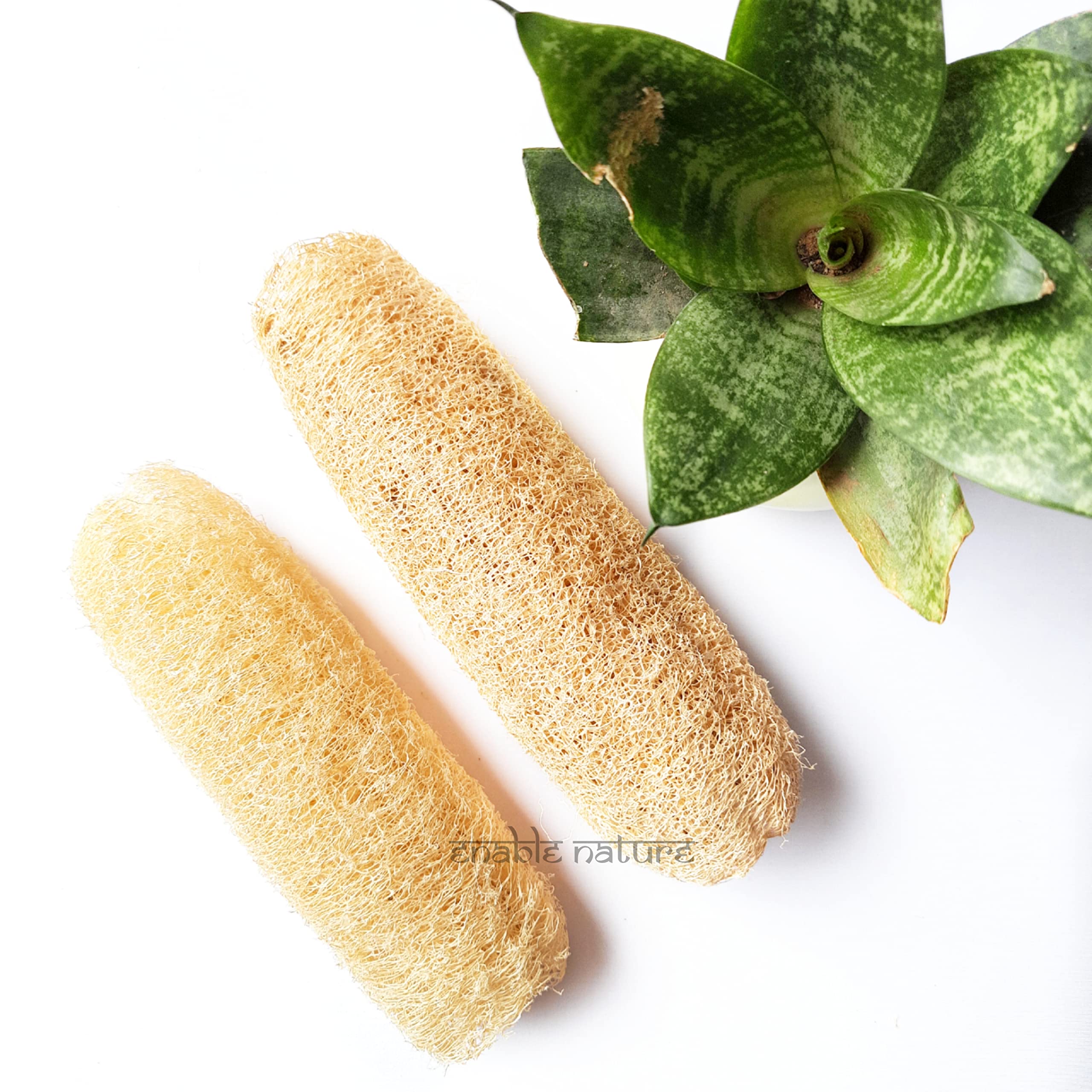 Organic Natural Loofah Sponge for Exfoliating Skin – Gentle Body Scrubber for Men & Women – Removes Dead Skin Cells – Pack of 2 – Perfect for Shower, Bath & Spa Day Self-Care Routine