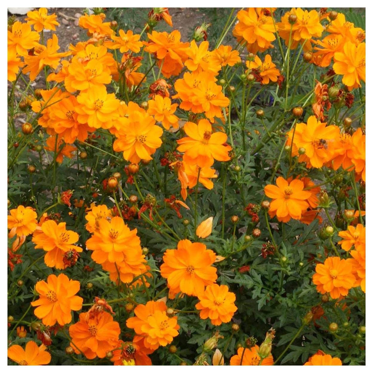 500 Dwarf Orange Cosmos Wildflower Seeds - Premium Gold Vault Jumbo Seed Packet by Everwilde Farms - Perfect for Home Gardens, Landscaping & Pollinator-Friendly Flower Beds