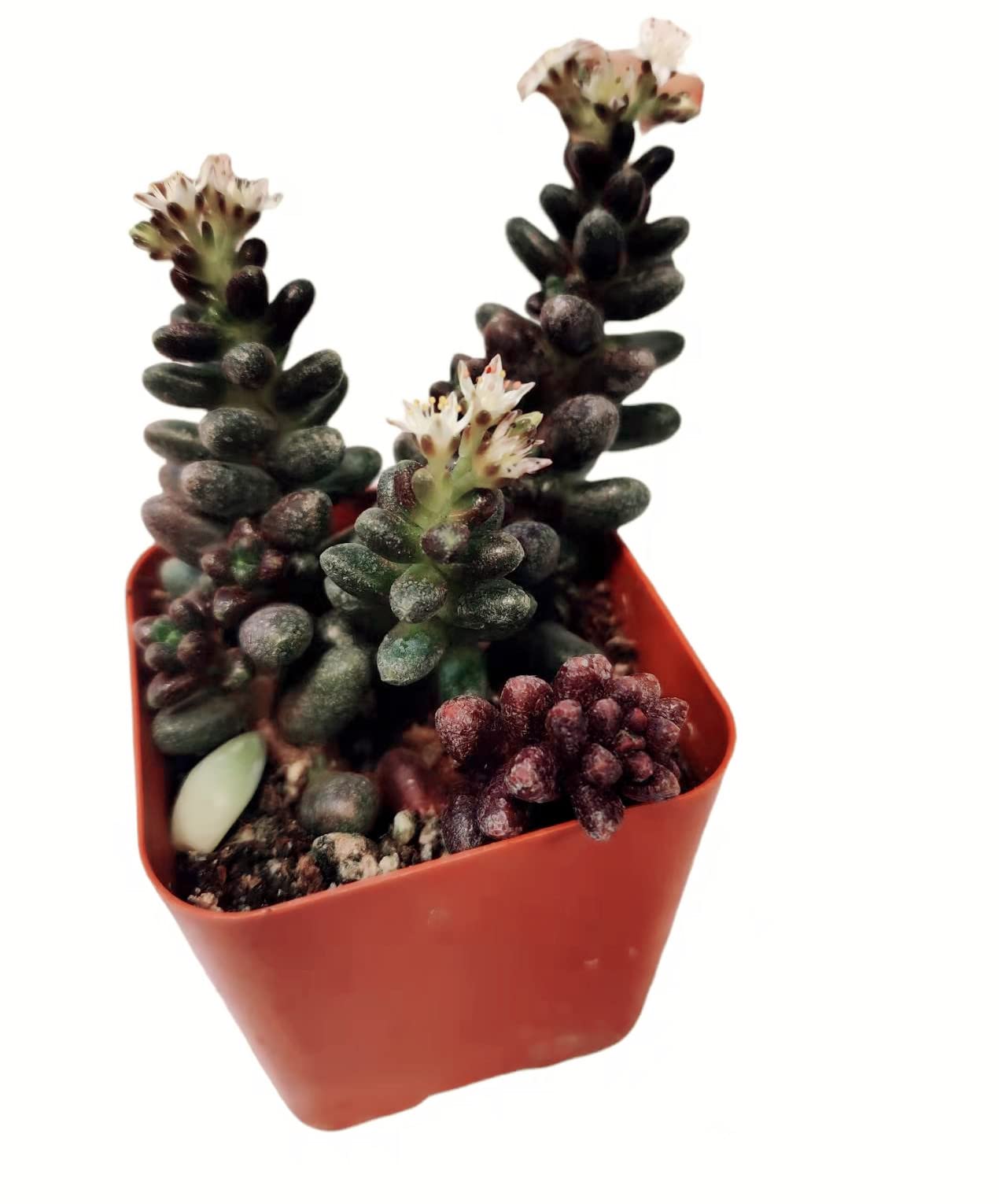 Live Succulent Cactus Plants - Sedum Furfuraceum in 2 Inch Pots | Indoor & Outdoor Drought-Tolerant Plants for Home Decor, Office Desk & Garden Landscaping