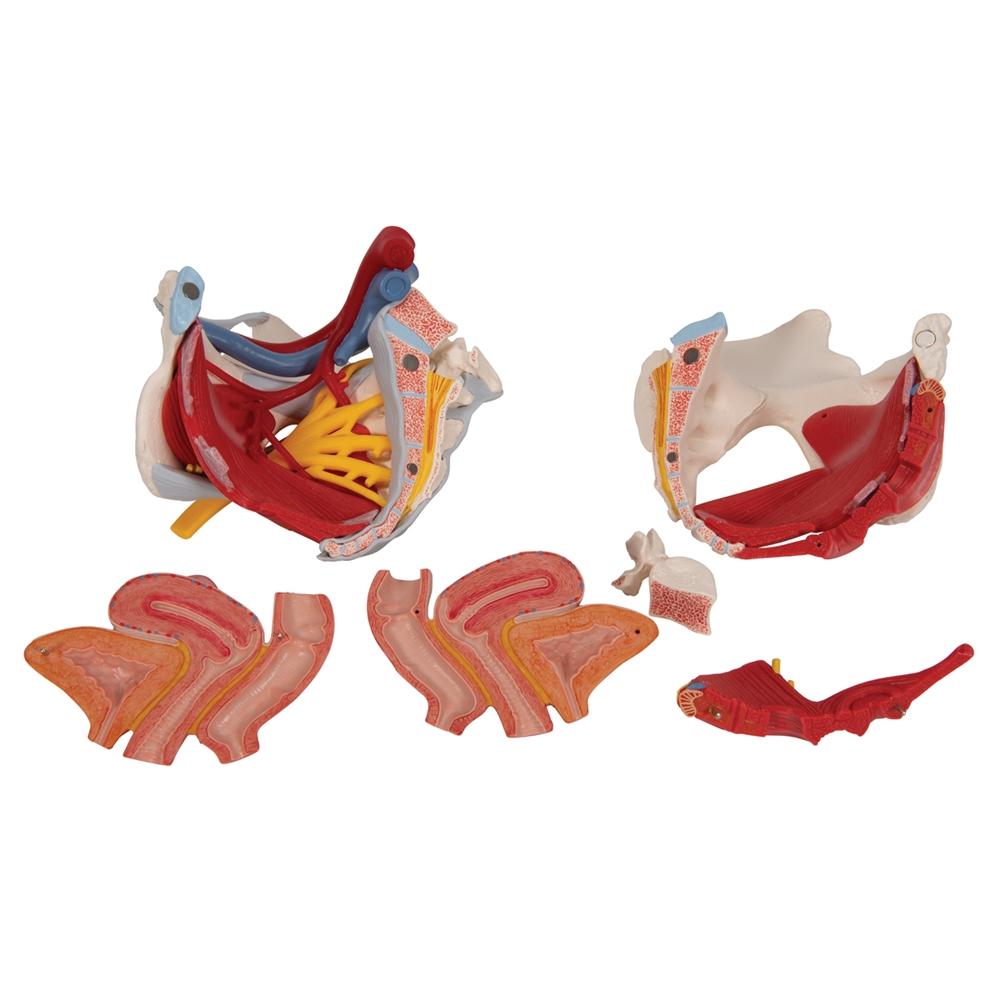 Female Pelvis Anatomy Model with Ligaments, Pelvic Floor & Organs - 6-Part Detachable Medical Educational Tool for Students, Doctors & Physical Therapists - Perfect for Classroom, Clinic & Home Study