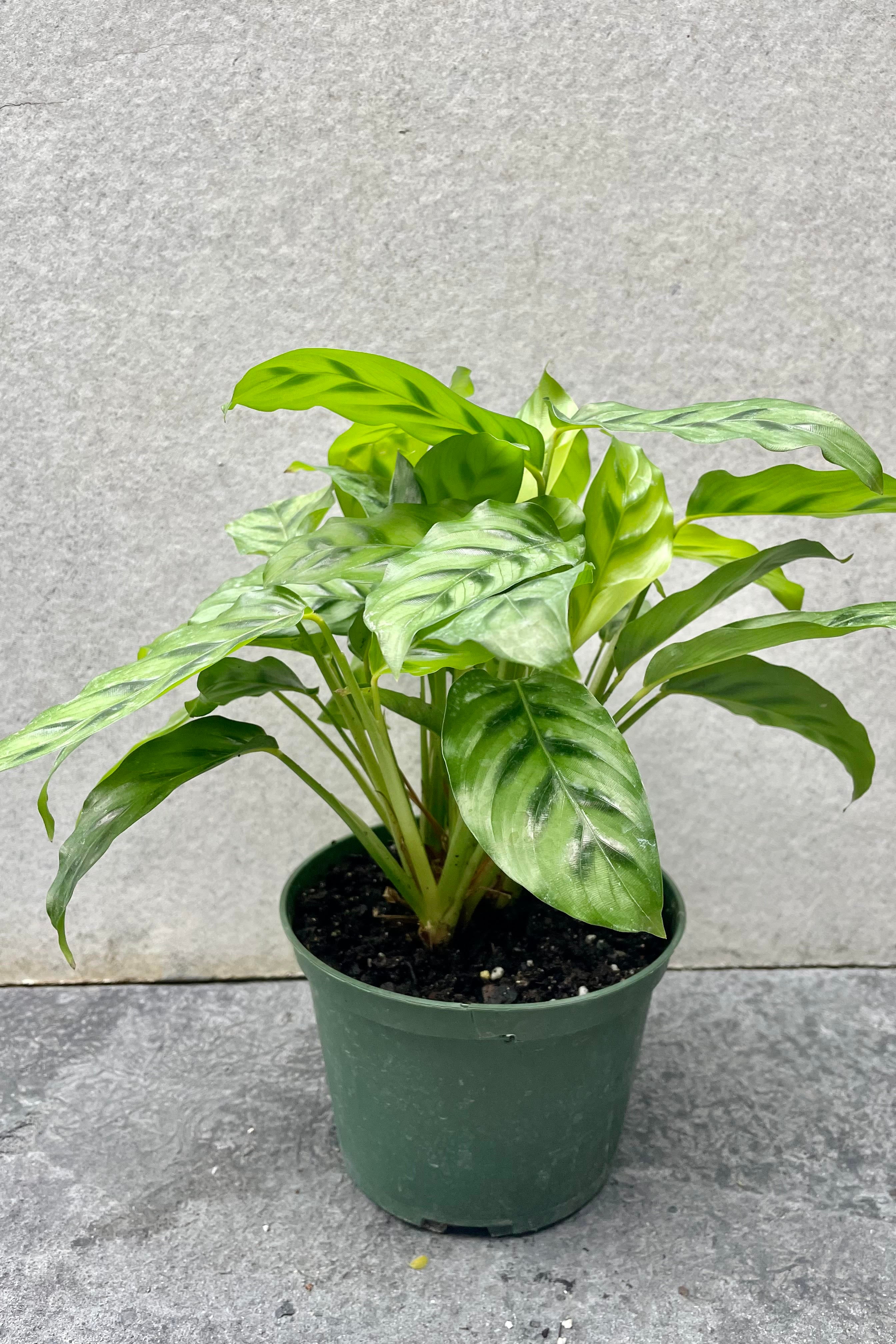 Calathea 'Leopardina' 6 Inch Live Plant - Rare Leopard Print Prayer Plant for Home & Office Decor - Low Light Indoor Houseplant for Bedroom, Living Room, or Bathroom