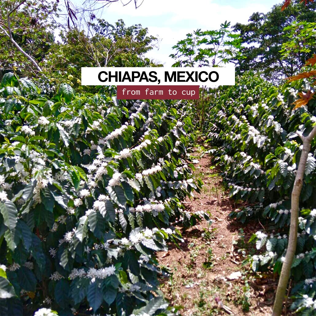 Premium Artisan Mexican Coffee - 52 CLASSIC Ground Coffee from Chiapas | Rich Flavor for Home Brewing, Office Use & Gifts