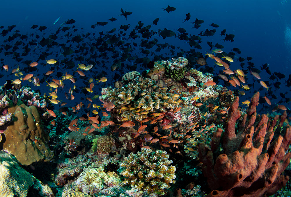Anilao Underwater Photography & Videography Workshop - May 4-11, 2025 | Professional Marine Photography Course for Beginners & Advanced Divers | Capture Stunning Coral Reefs & Tropical Fish