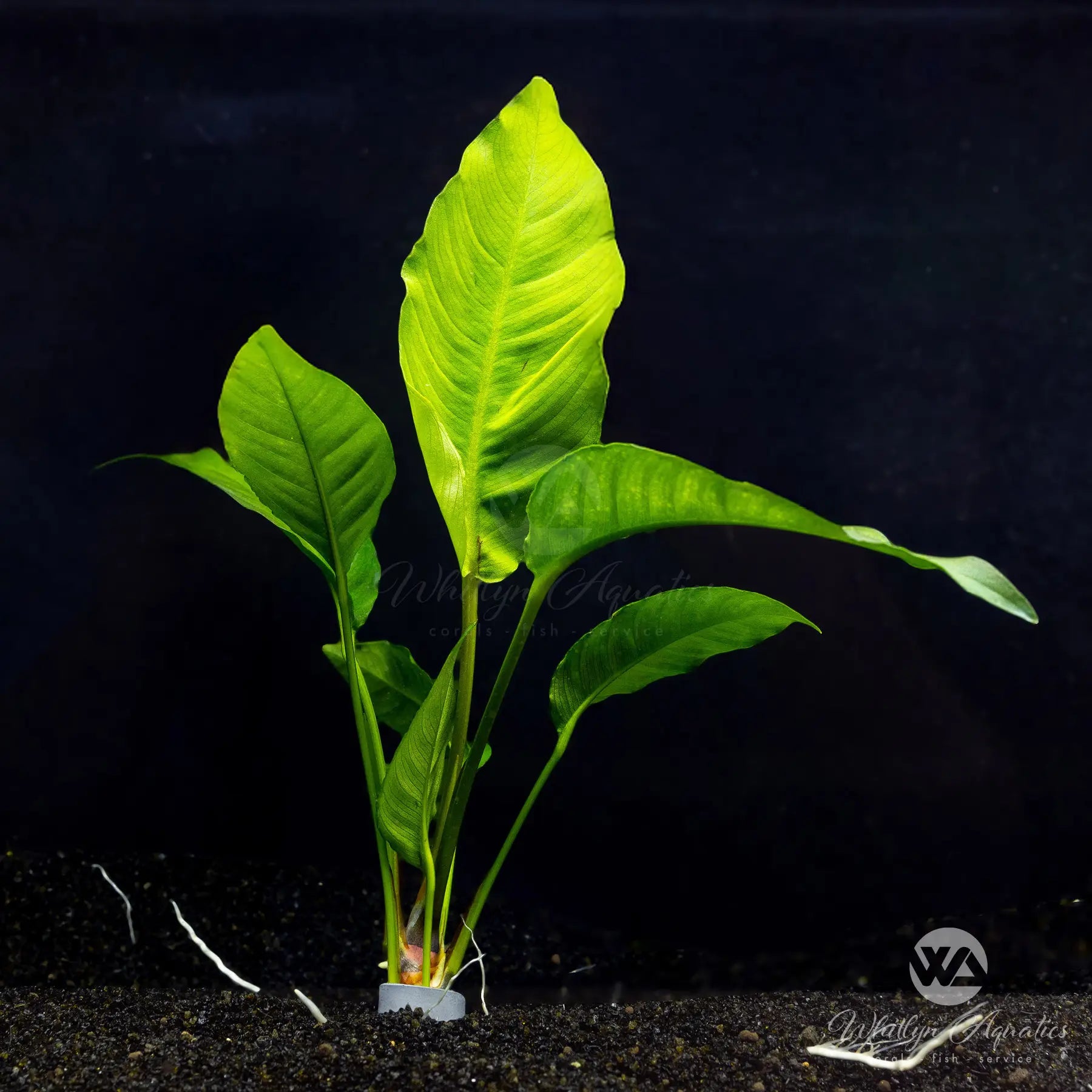 Anubias Heterophylla Live Aquarium Plant - Easy Low Light Aquatic Plant for Fish Tanks, Ponds & Terrariums