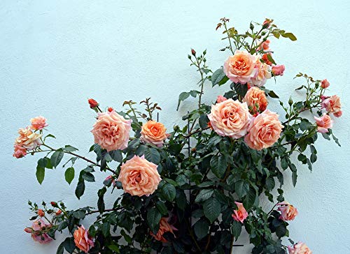 20x30 Inch Laminated Climbing Rose Poster - Vibrant Floral Wall Art for Home & Garden Decor - Perfect for Living Room, Bedroom, or Office Framing