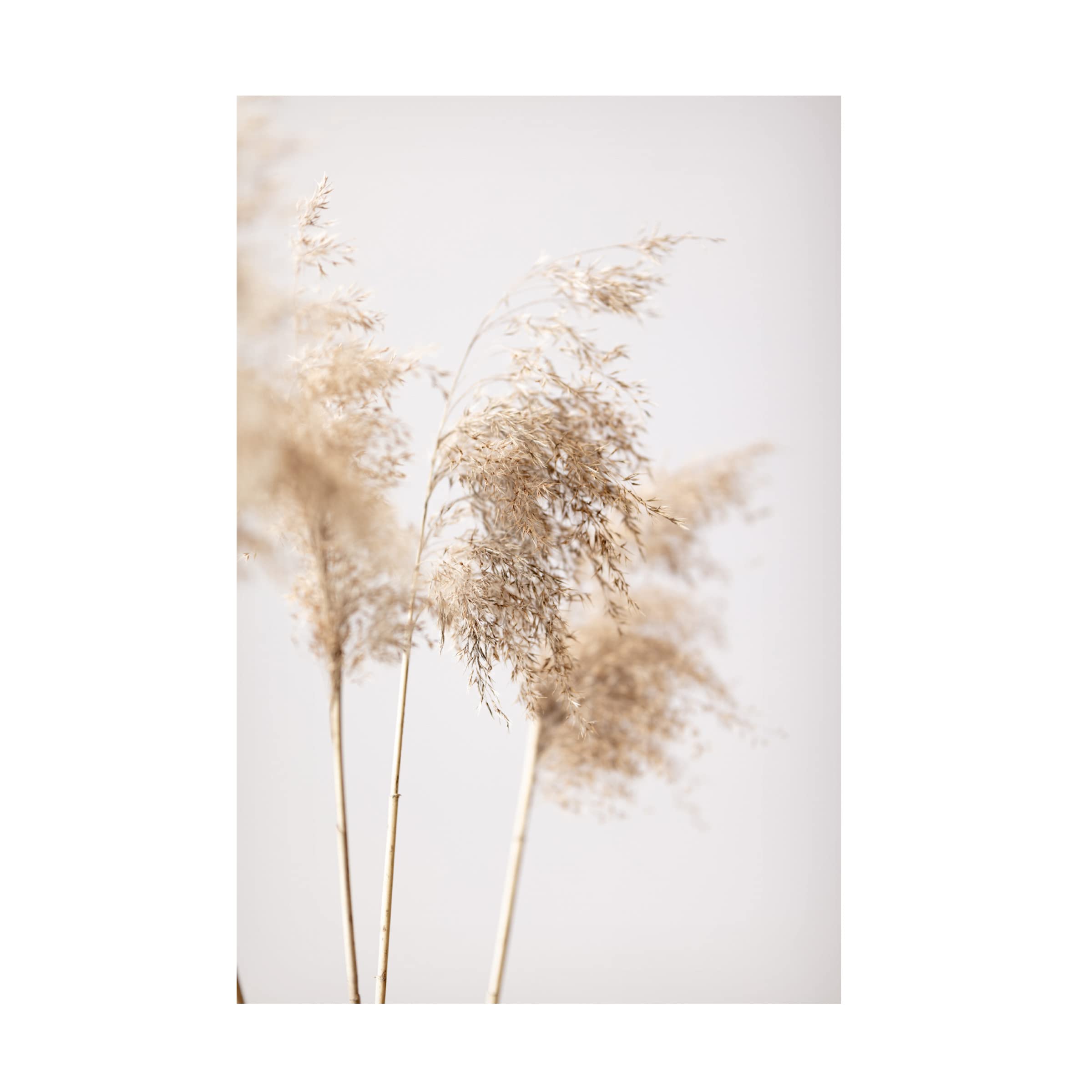 Trademark Fine Art 'Reed Grass Grey 09' Canvas Wall Art Print - Modern Nature Landscape Painting for Living Room, Bedroom & Office Decor