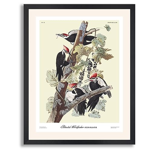 Pileated Woodpecker