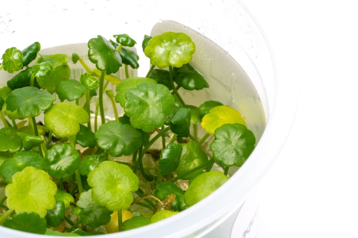 Hydrocotyle Verticillata (Whorled Pennywort) - Aquatic Plant for Aquariums, Ponds & Water Gardens | Perfect for Fish Tanks & Aquatic Landscaping