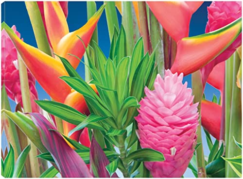 Hawaiian Tropics
