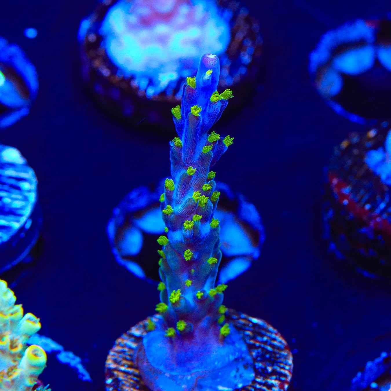 Premium Garf Bonsai Acropora Coral for Saltwater Aquariums - Vibrant Live Coral for Reef Tanks & Marine Aquascaping