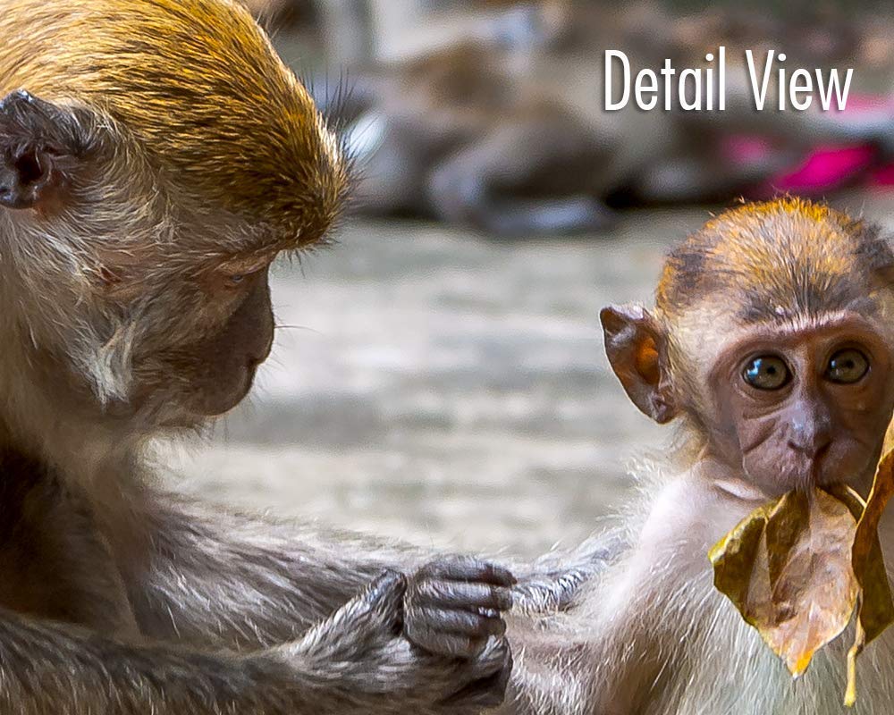 Monkey Wall Art Photography - Macaques Mother and Baby Print - Wildlife Home Decor for Living Room, Nursery & Office