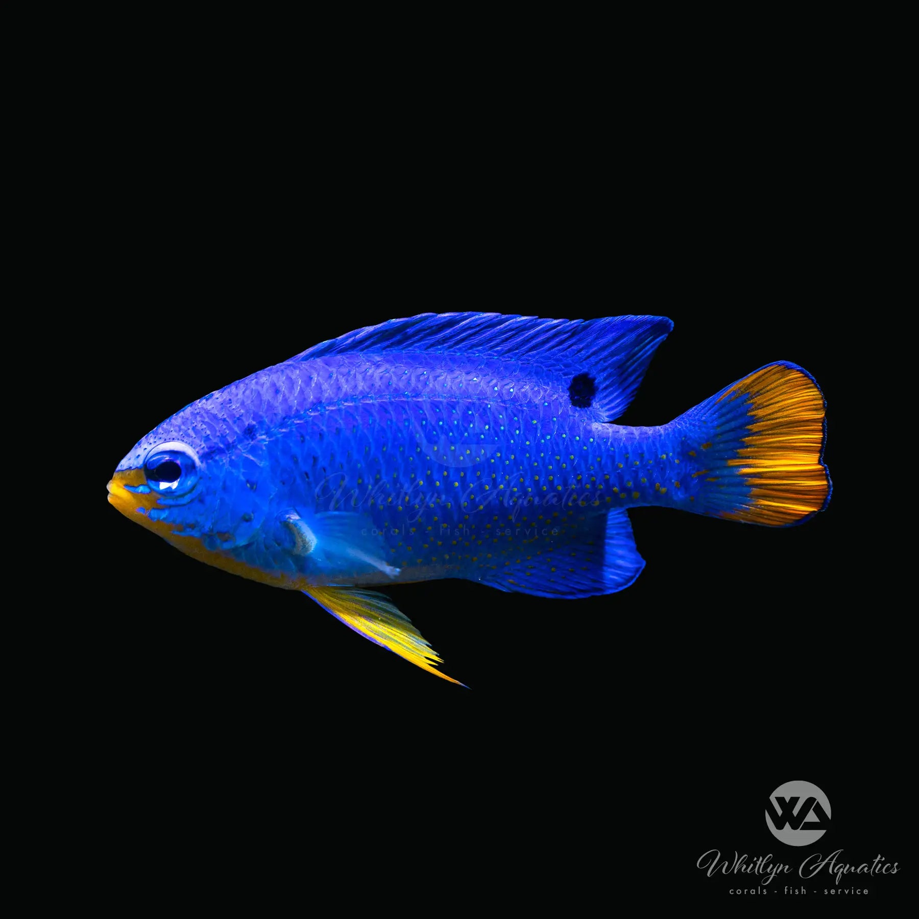 Orangetail Damselfish (Chrysiptera cyanea) - Saltwater Aquarium Fish for Reef Tanks & Marine Aquascaping