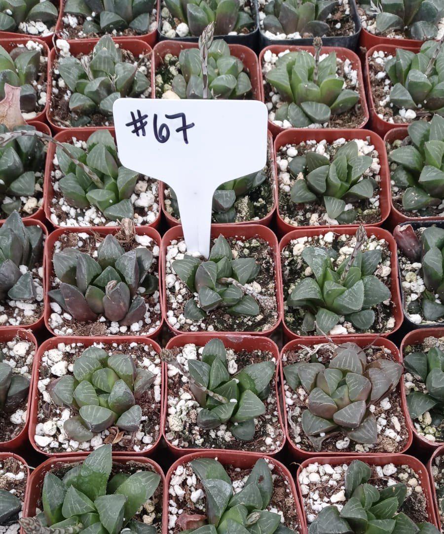 Haworthia Mutica Succulent Plant - Rare Live Succulents for Home Decor, Office Desk, and Garden Landscaping